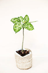 Aglaonema pictum var. 3 color "regular form"